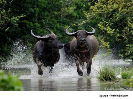 Kaziranga National Park
