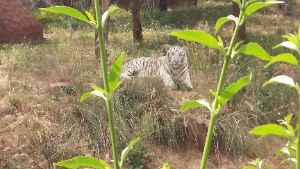 Sri Venkateswara Zoological Park 