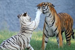 Adventure tour package for  Shimla, Manali, Jispa, and Kasol Including Local Sightseeing