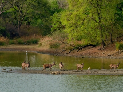 Magical Assam Nature Tour Package for 3 Days