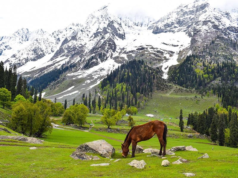 Kashmir Trip Packages