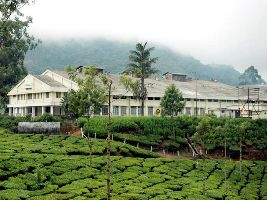 Tea Factories 