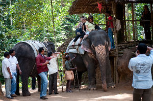 Elephant Ride 