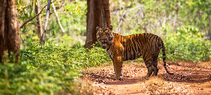 Kali Tiger Reserve