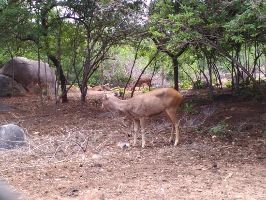 Mrugavani National Park