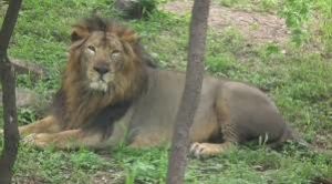 Nehru Zoological Park