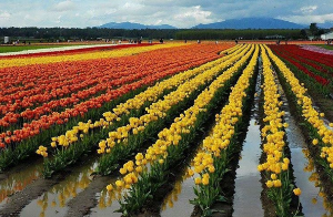Indira Gandhi Memorial Tulip garden